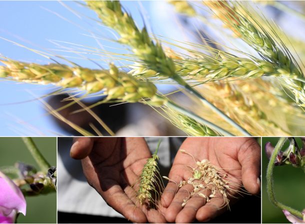 Travel Documentary Photography Kenya :: Agricultural Top Stories