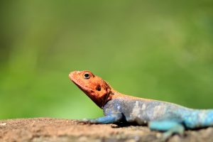 Colorful Lizard By Antony Trivet Photographers