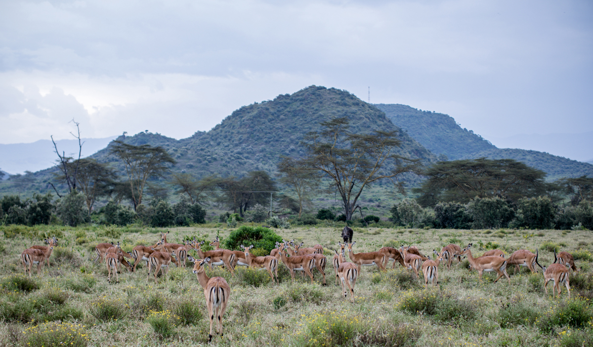 Nature Documentary Photography Kenya :: Naivasha Travel Safaris