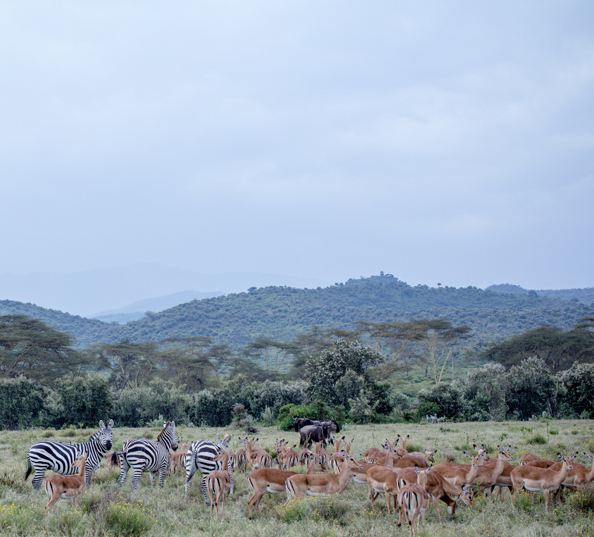 Nature Documentary Photography Kenya :: Naivasha Travel Safaris