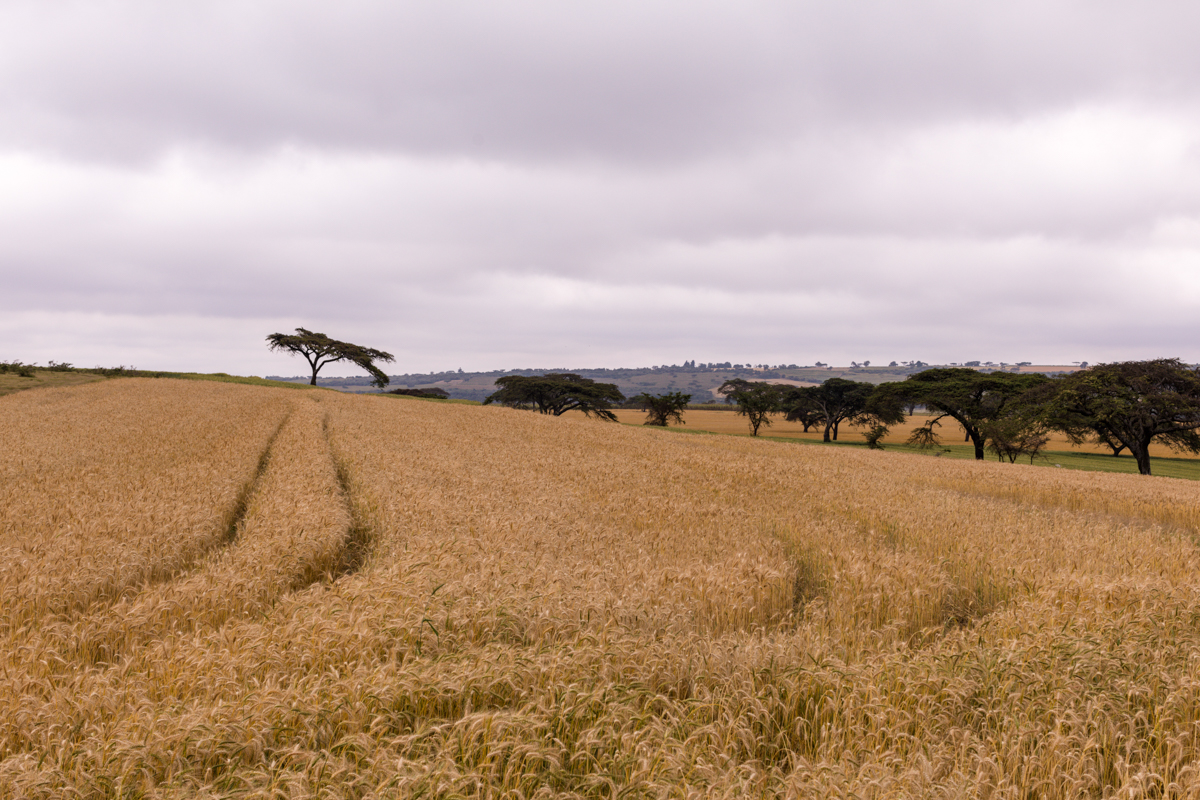 Wheat Farming In Kenya Story - Antony Trivet Travel Documentary