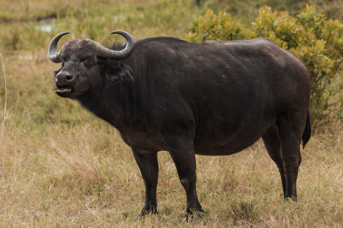 Antony Trivet Kenya Photographer - Kenya Nature Wildlife Animals Safaris