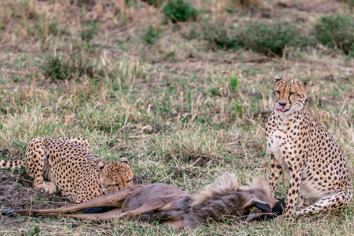 Maasai Mara National Reserve :: Kenya Wildlife Photography Safari