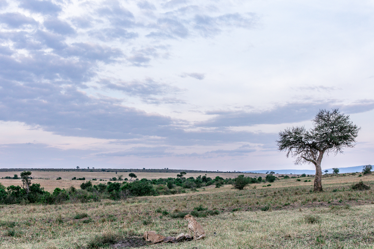 Iconic Magical The Greatest Maasai Mara National Reserve Kenya