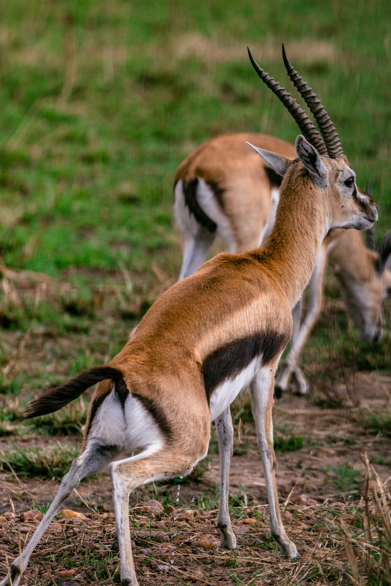 Kenyan Wildlife Photographer :: Photographic Safari Magical Kenya