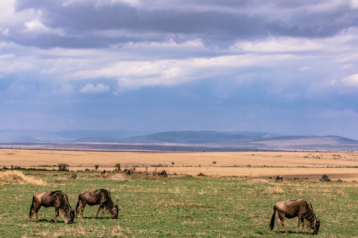 Kenyan Wildlife Photographer :: Photographic Safari Magical Kenya
