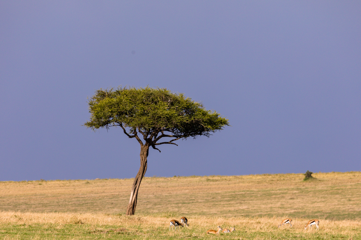 Photographic Safari Magical Kenya