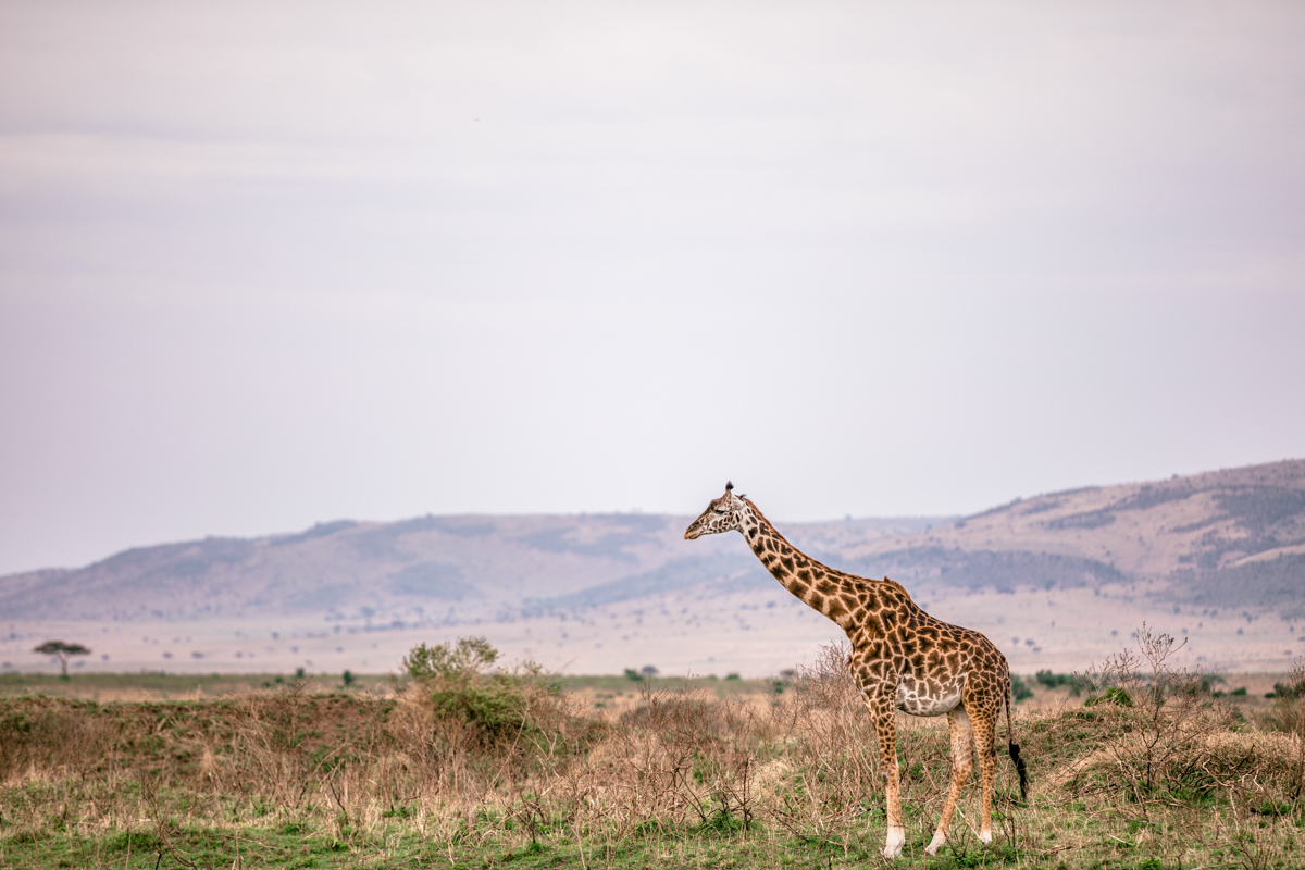 Photographic Safari Magical Kenya