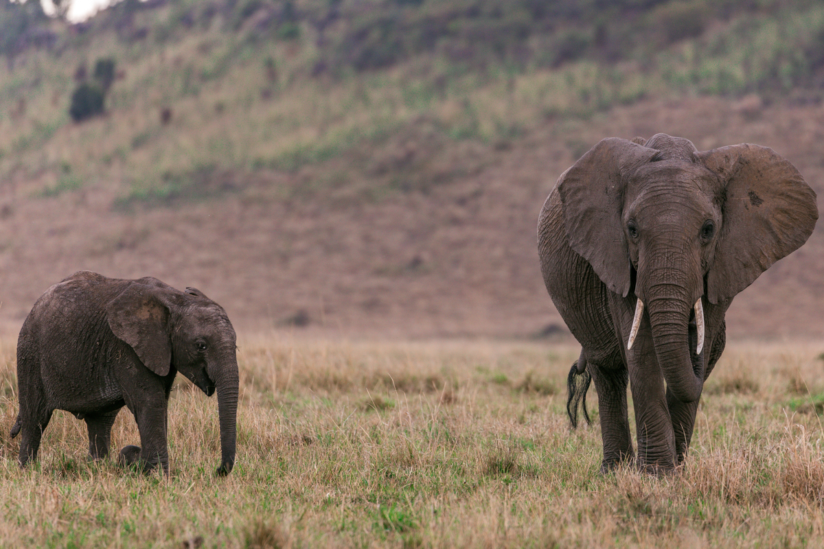Safari Adventure Wildlife Paradise :: Travel Documentary In Kenya