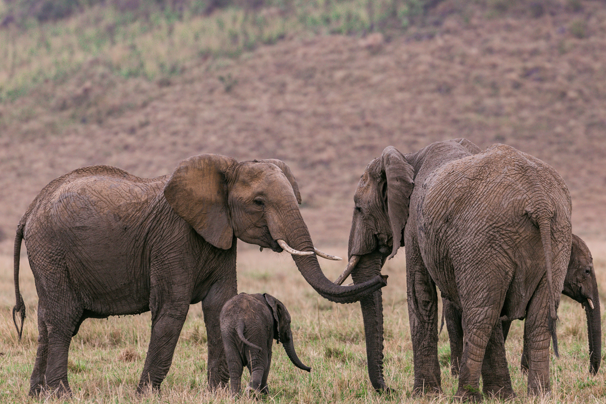 Safari Adventure Wildlife Paradise :: Travel Documentary In Kenya