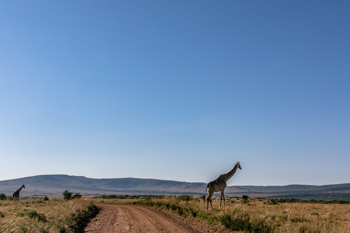 Antony Trivet Travel Safaris - Wildlife Animals Photographers In Kenya