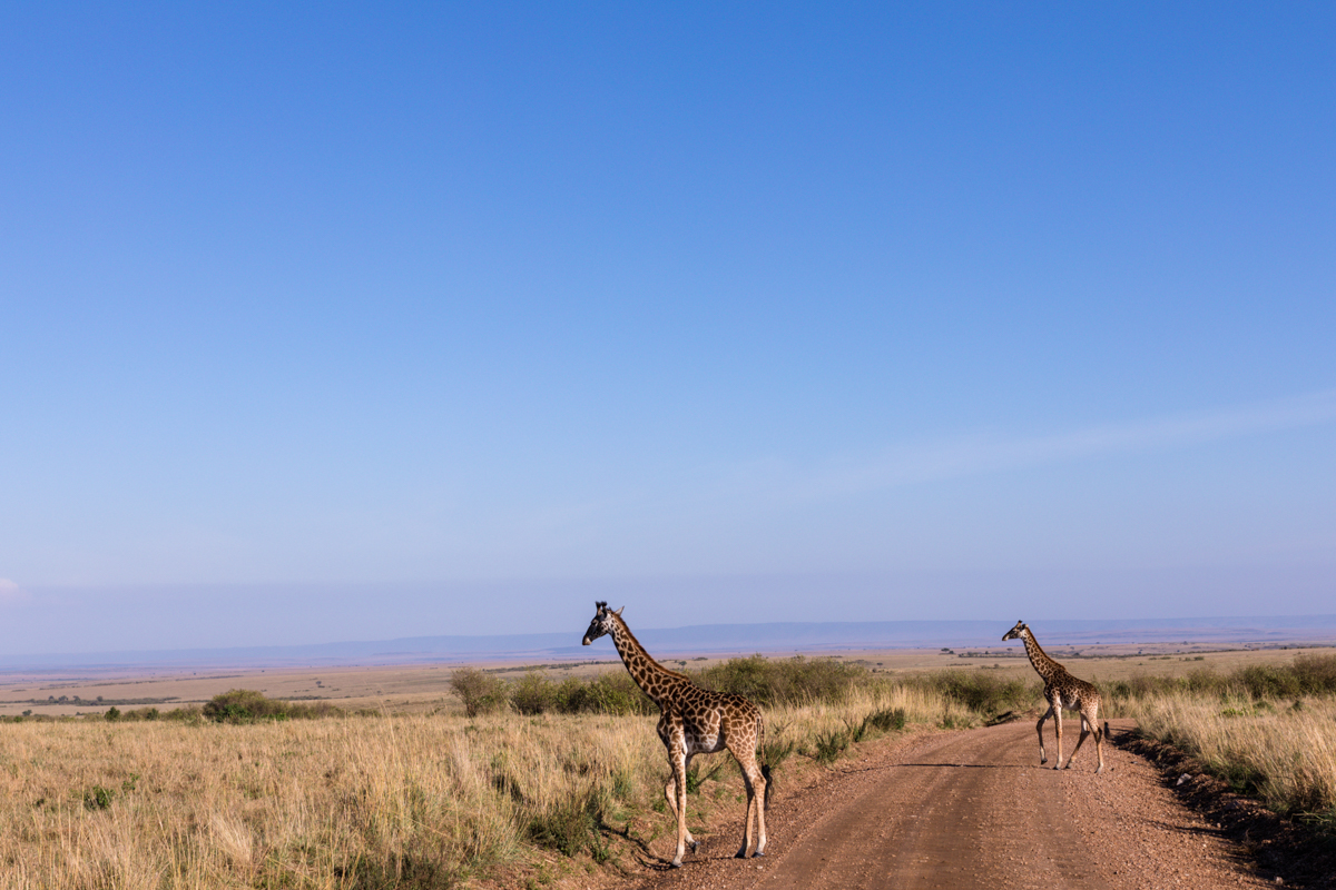 Antony Trivet Travel Safaris - Wildlife Animals Photographers In Kenya