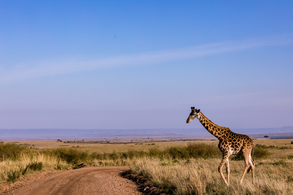 Antony Trivet Travel Safaris - Wildlife Animals Photographers In Kenya