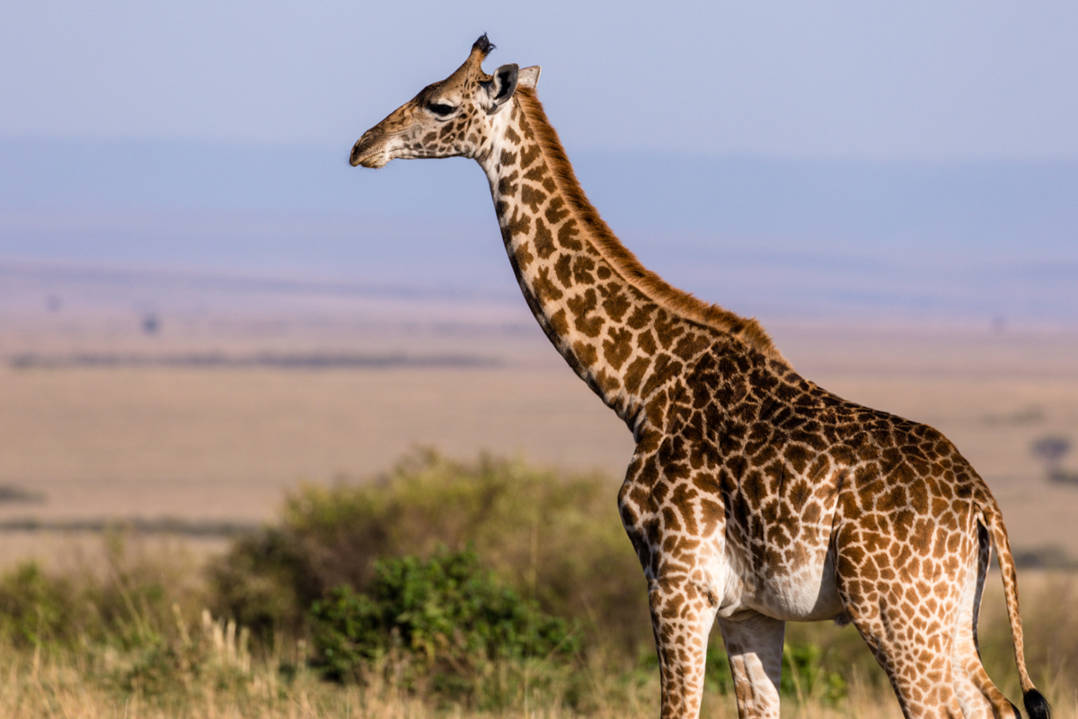 Antony Trivet Travel Safaris - Wildlife Animals Photographers In Kenya