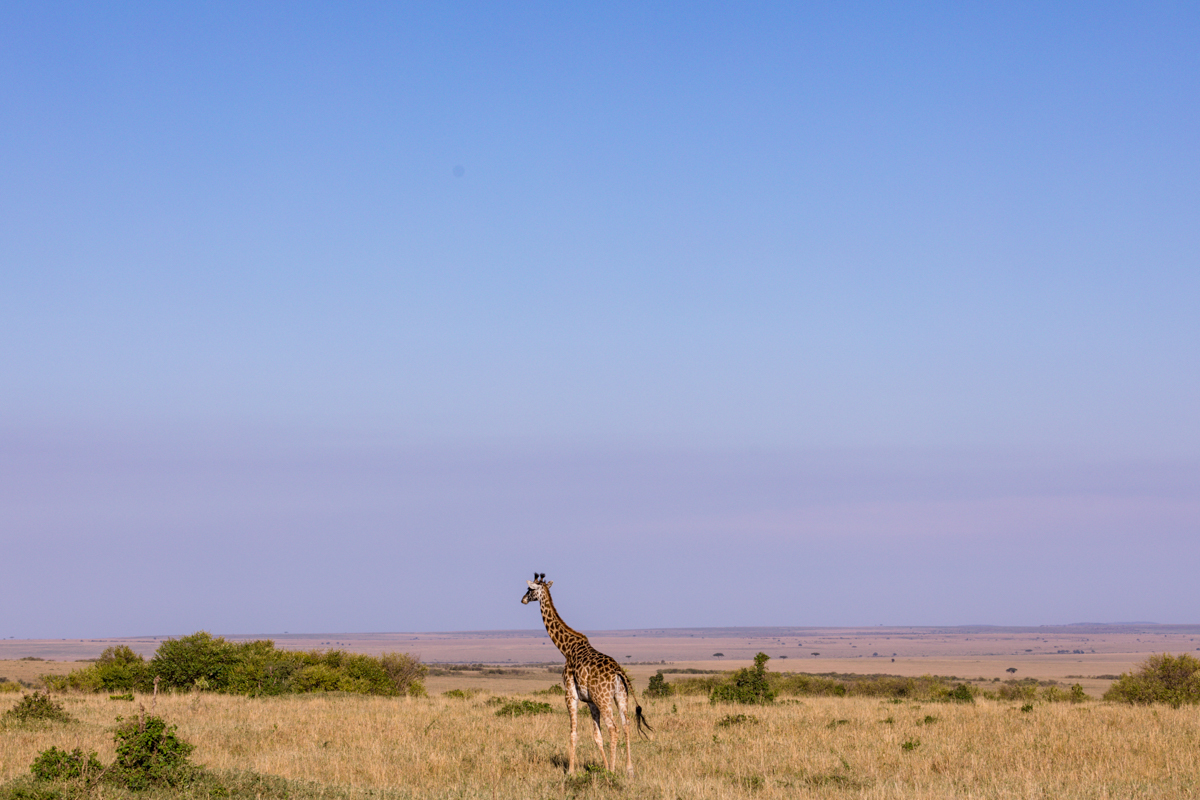 Antony Trivet Travel Safaris - Wildlife Animals Photographers In Kenya