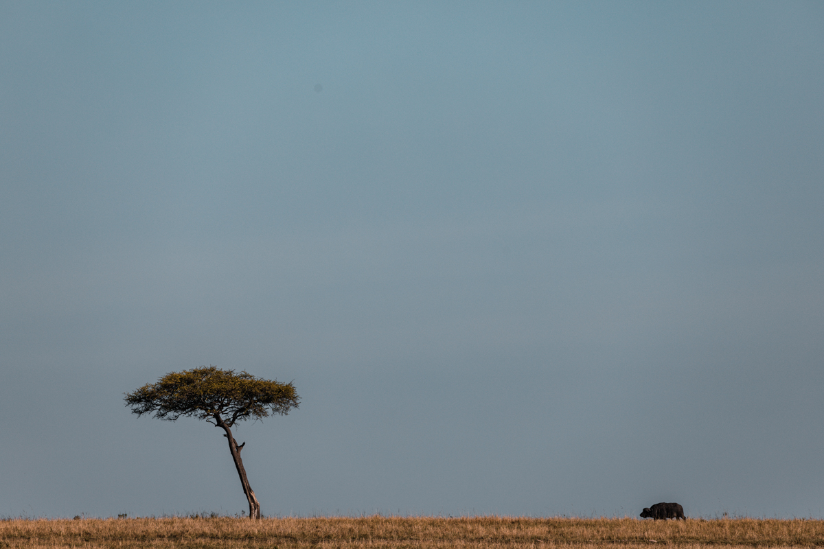 Antony Trivet Travel Safaris - Wildlife Animals Photographers In Kenya