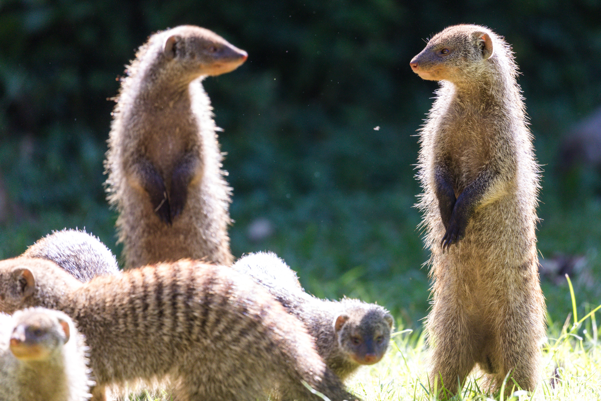 Antony Trivet Travel Safaris - Wildlife Animals Photographers In Kenya