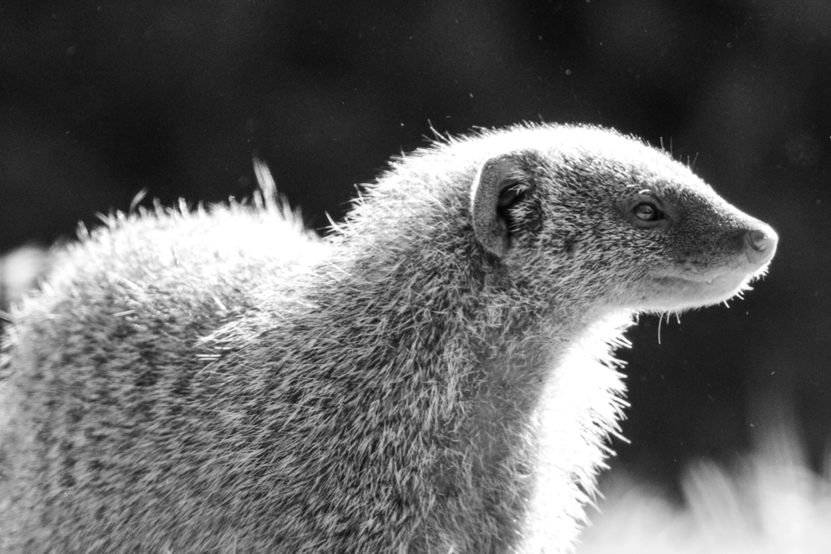 A mongoose is a small terrestrial carnivorous mammal belonging to the ...