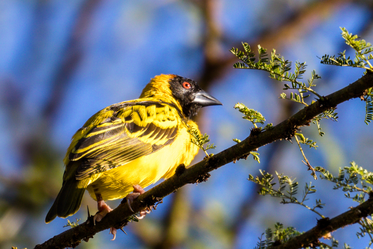 Antony Trivet Travel Safaris - Kenya Bird Watching Photography