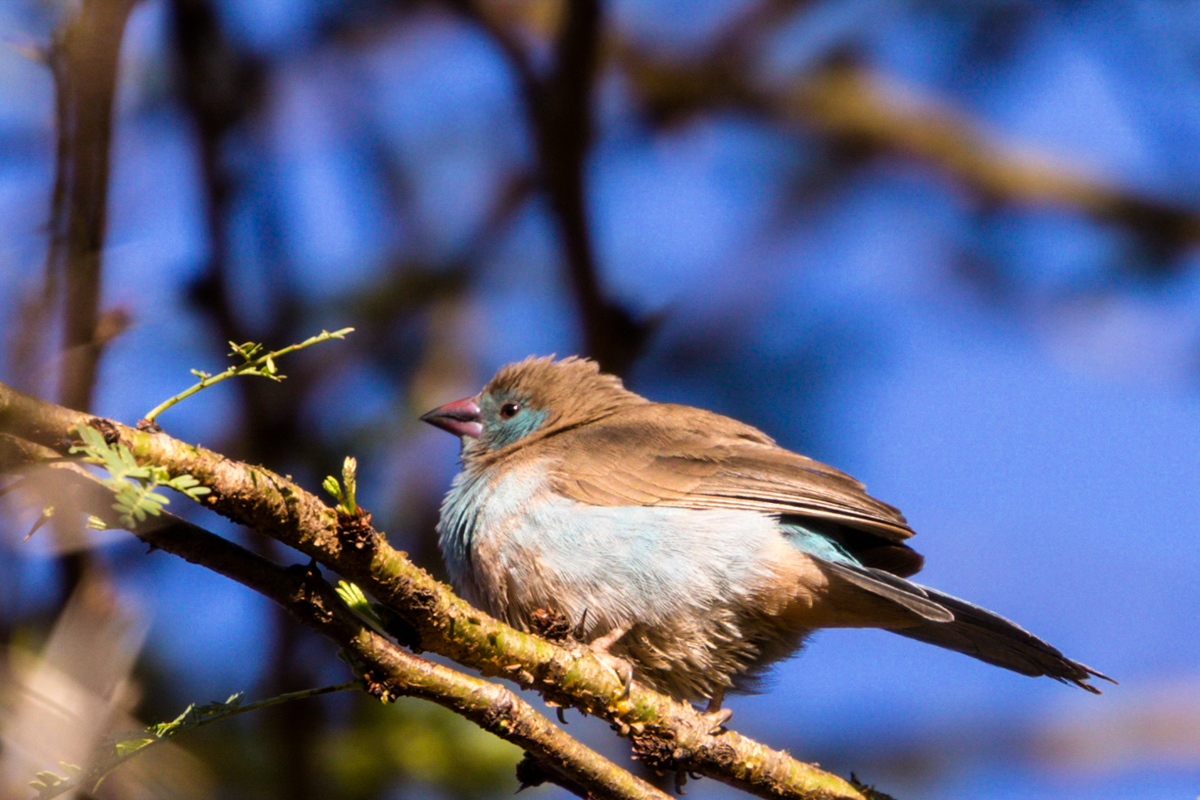 Antony Trivet Travel Safaris - Kenya Bird Watching Photography