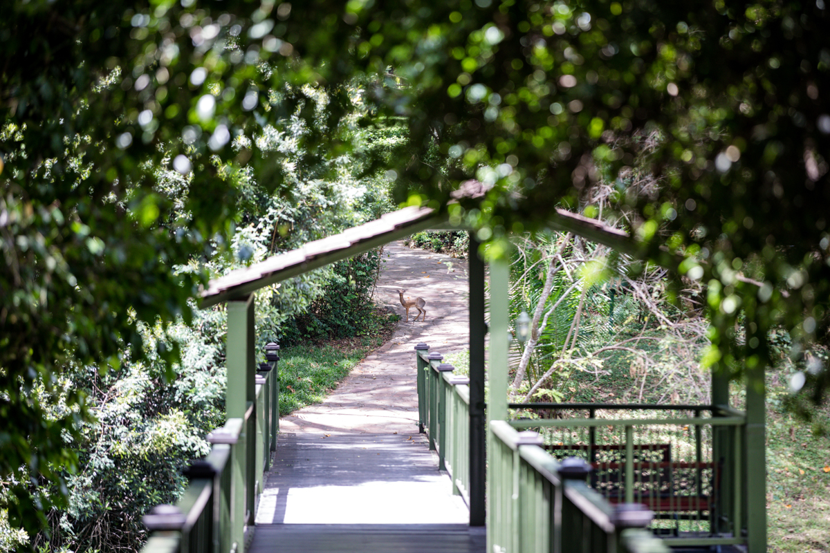 Bridge Over Fishing Pond To Tent AreaSarova Mara Game Camp Kenya Safari Lodge In Maasai Mara National Reserve - Antony Trivet Travels