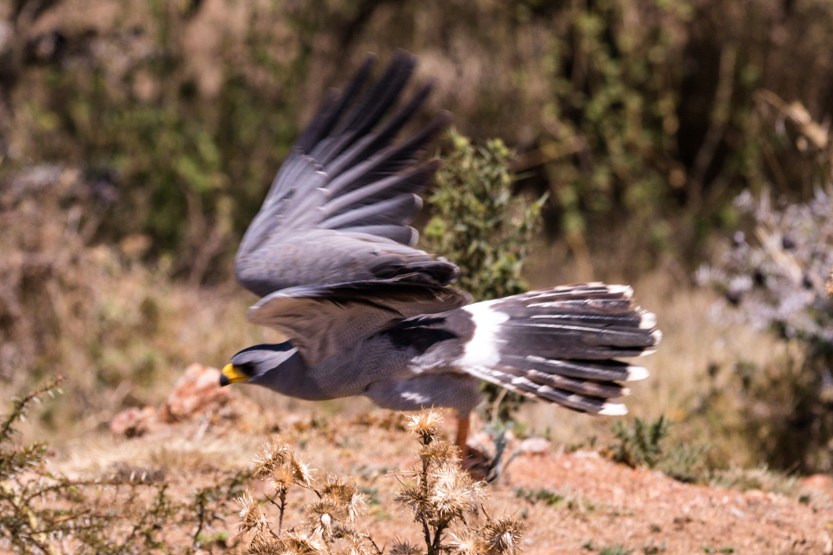 Kenya Safari Destinations Photography - Antony Trivet Travel Photography