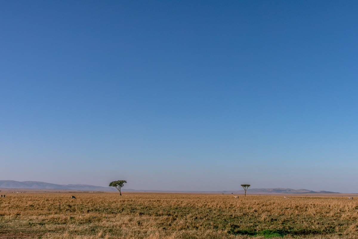 Lone Tree at The Masai Mara National Game Reserve And Conservation Areas Exploring Africa Safari Adventure Wildlife Paradise Narok County Kenya - Antony Trivet Travel Documentary