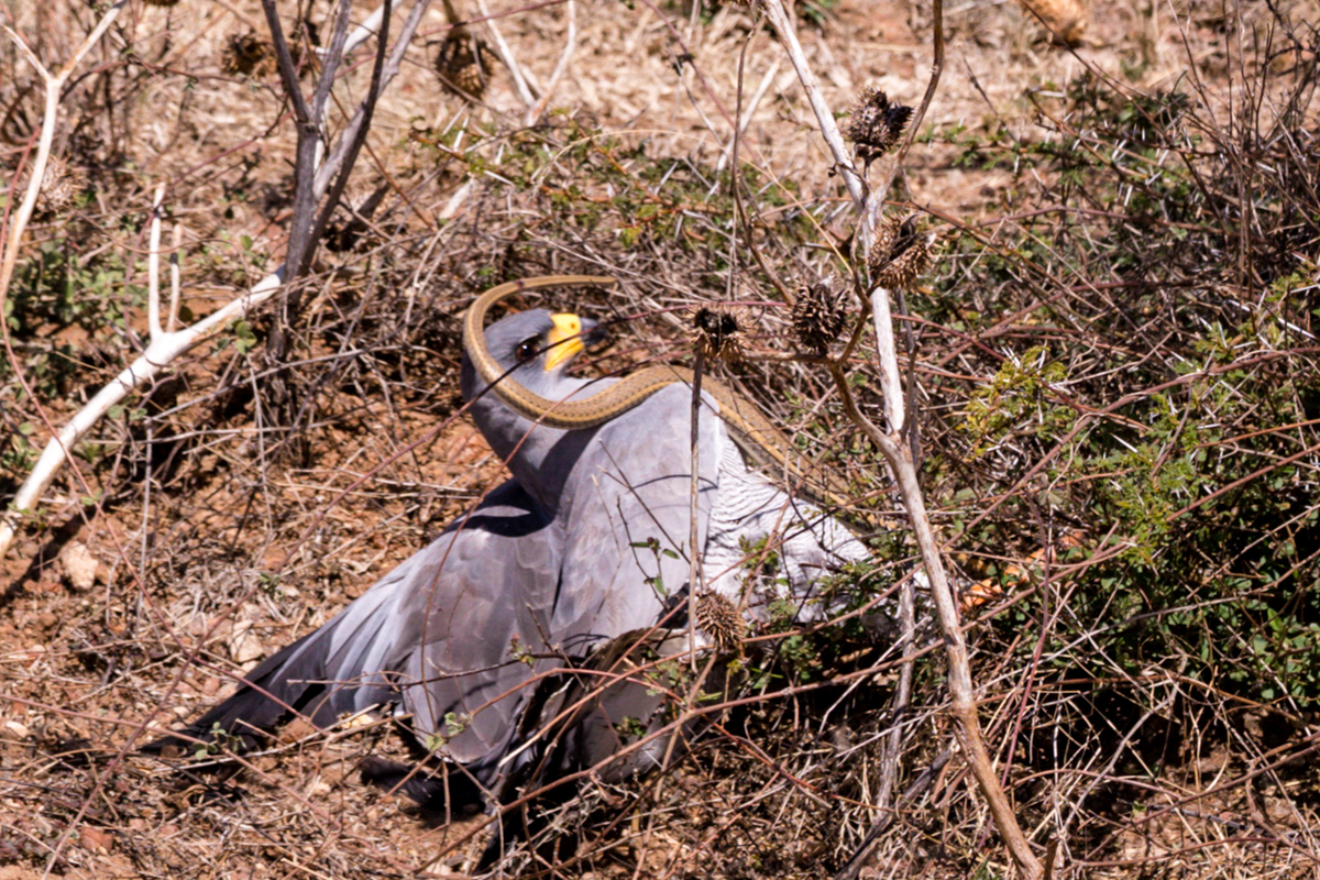 Kenya Safari Destinations Photography - Antony Trivet Travel Photography