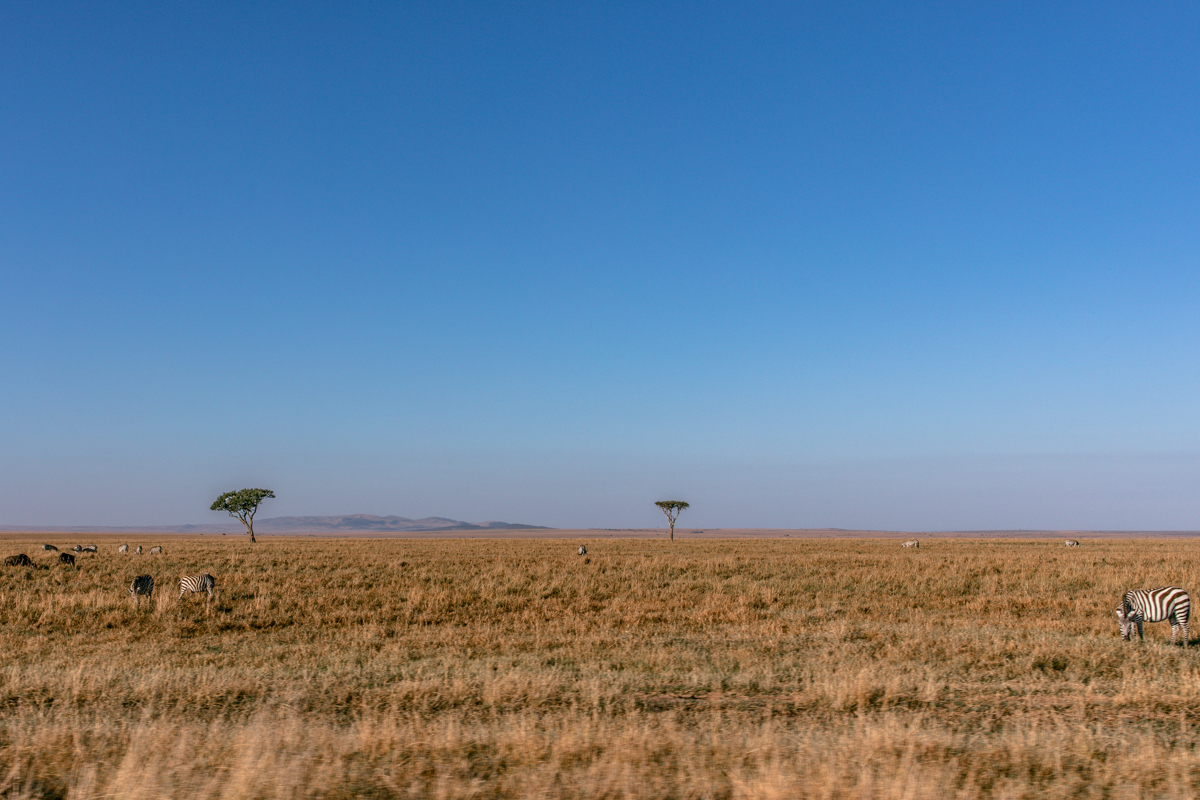 Lone Tree at The Masai Mara National Game Reserve And Conservation Areas Exploring Africa Safari Adventure Wildlife Paradise Narok County Kenya - Antony Trivet Travel Documentary