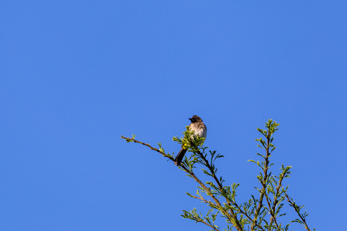 Antony Trivet Travel Safaris - Kenya Bird Watching Photography