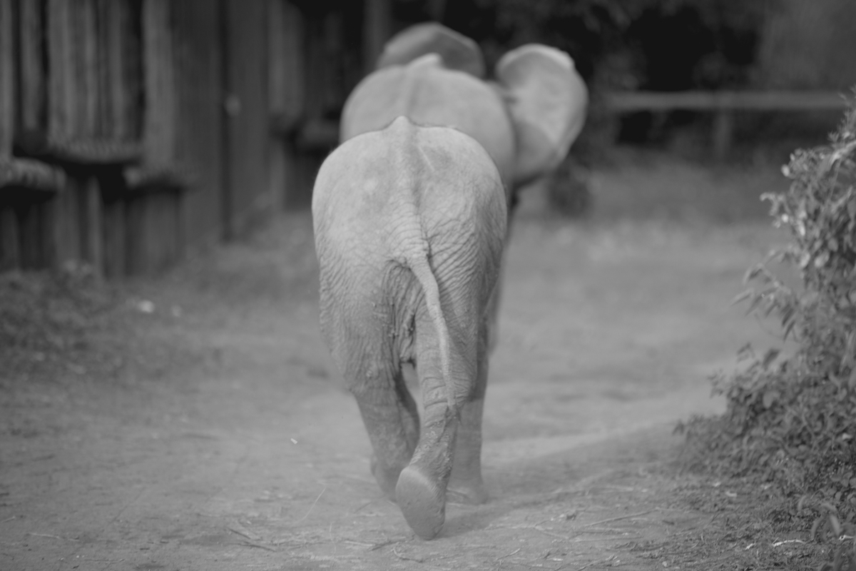 Travel Documentary Photographer Kenya :: Elephant Rhino Haven