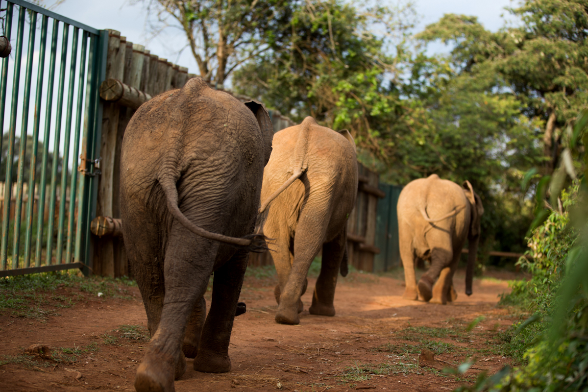 Travel Documentary Photographer Kenya :: Elephant Rhino Haven