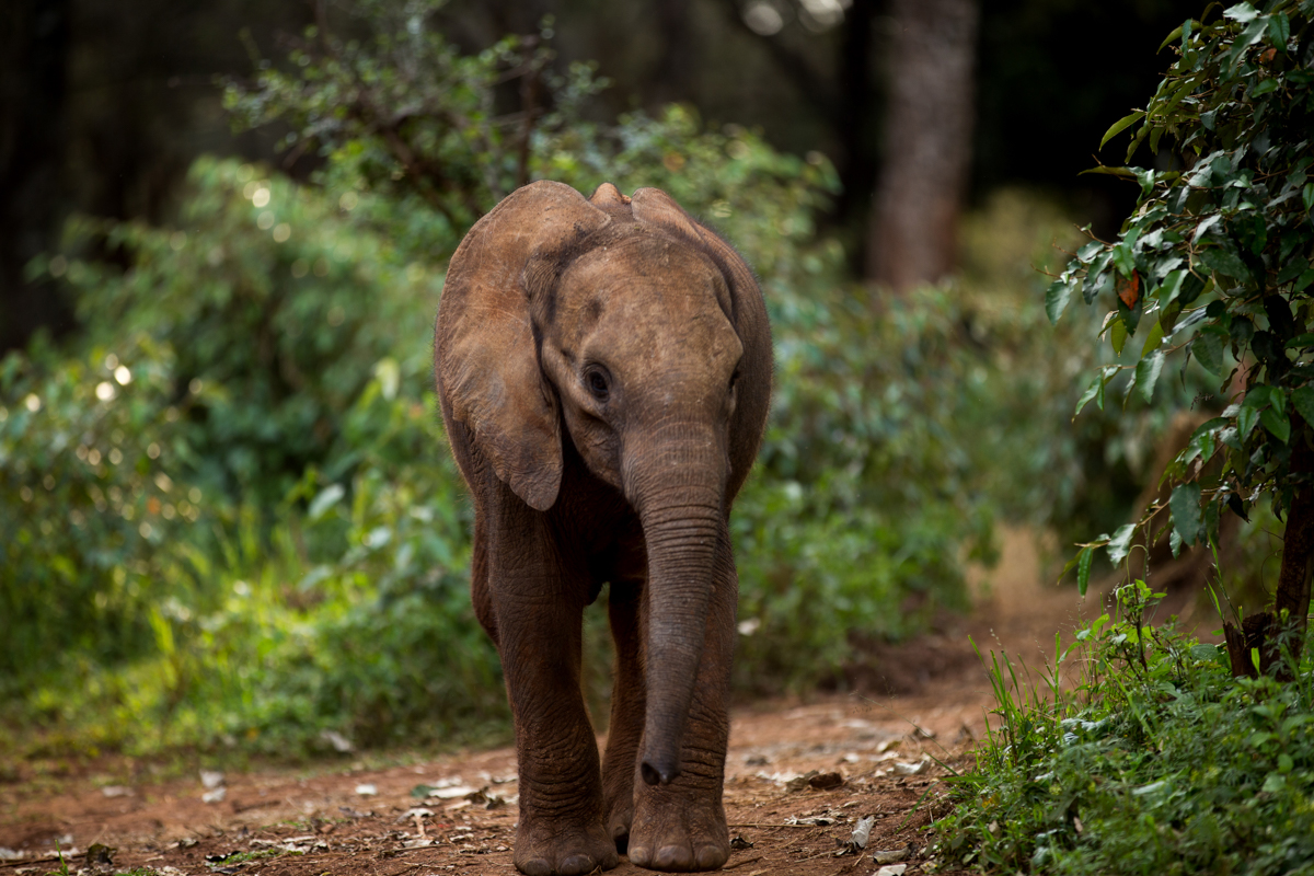 Travel Documentary Photographer Kenya :: Elephant Rhino Haven
