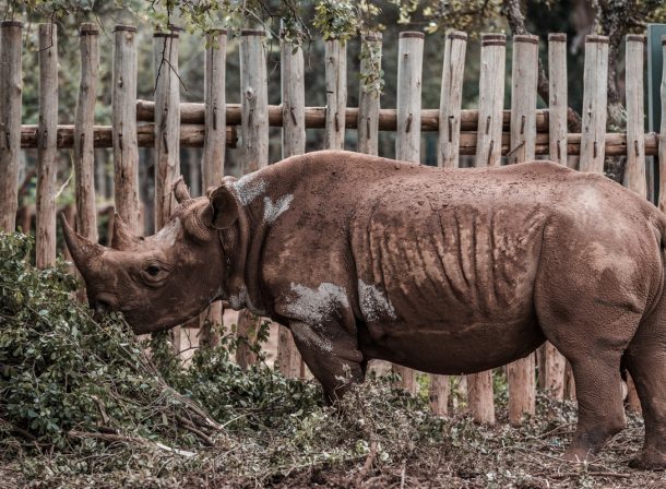 Elephant Rhino Haven