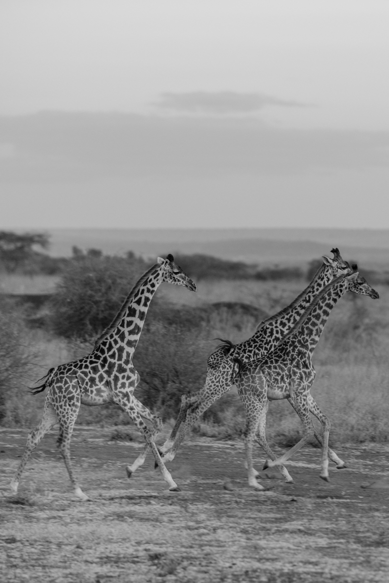 Antony Trivet Safaris Blog Kenya Travel Documentary Photography