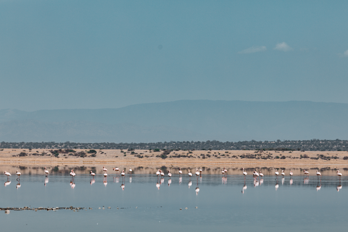 Kenya Landscapes Photographers :: Lake Magadi Flamingos Home