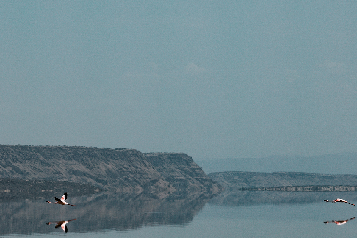 Kenya Landscapes Photographers :: Lake Magadi Flamingos Home