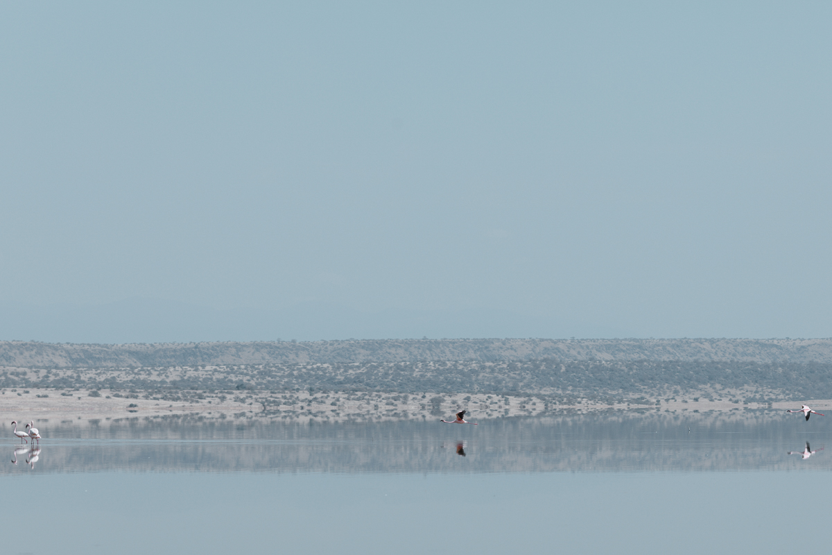 Kenya Landscapes Photographers :: Lake Magadi Flamingos Home