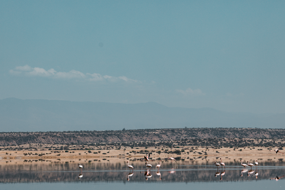 Kenya Landscapes Photographers :: Lake Magadi Flamingos Home