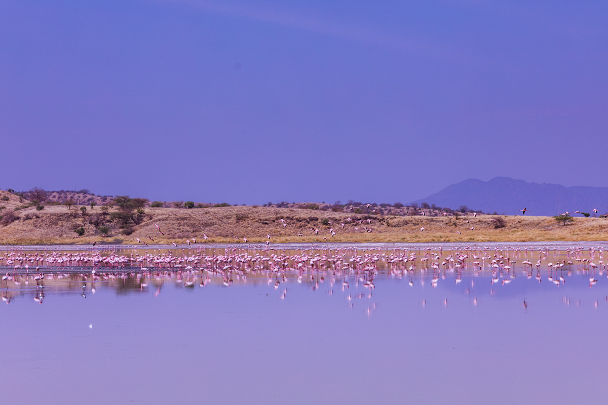 Kenya Landscapes Photographers :: Lake Magadi Flamingos Home