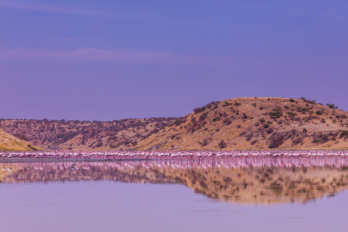 Lake Magadi Flamingos Home