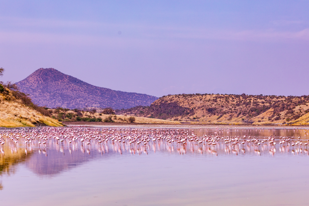 Lake Magadi Flamingos Home