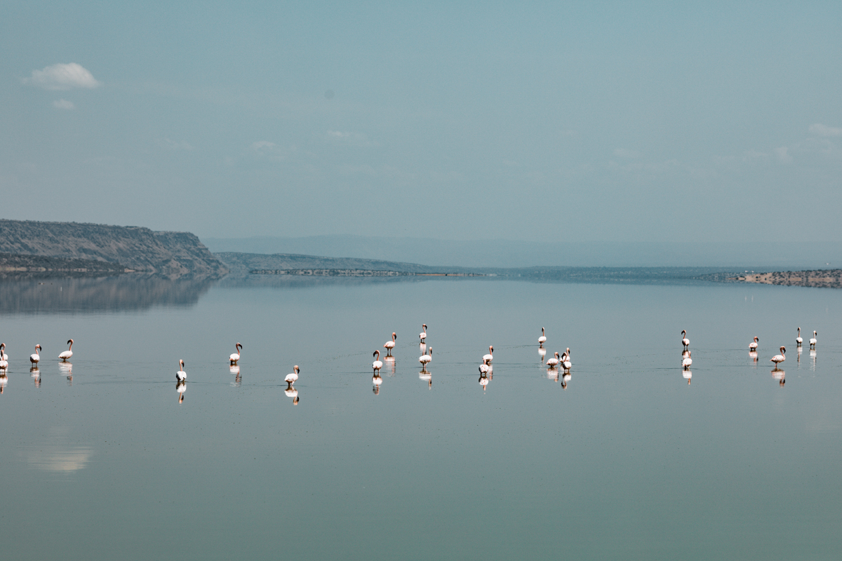 Lake Magadi Flamingos Home