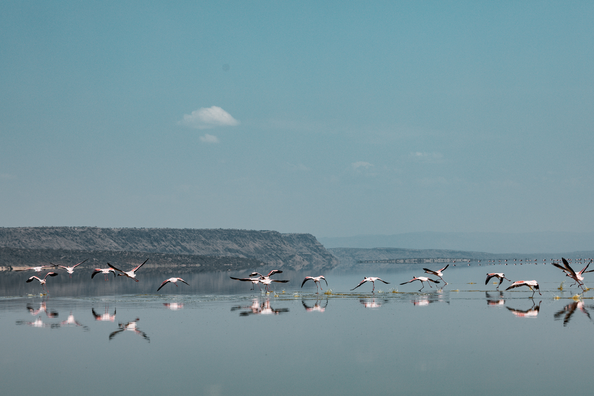 Lake Magadi Flamingos Home