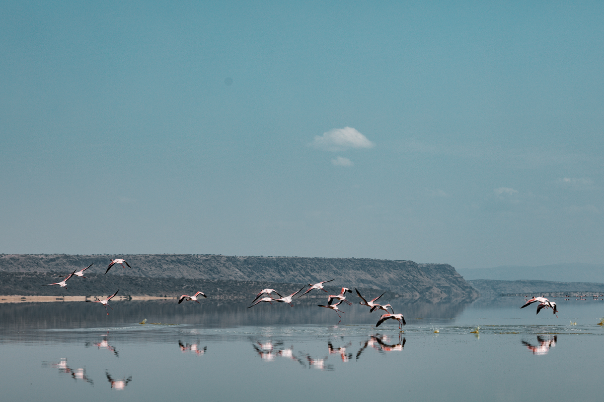 Lake Magadi Flamingos Home