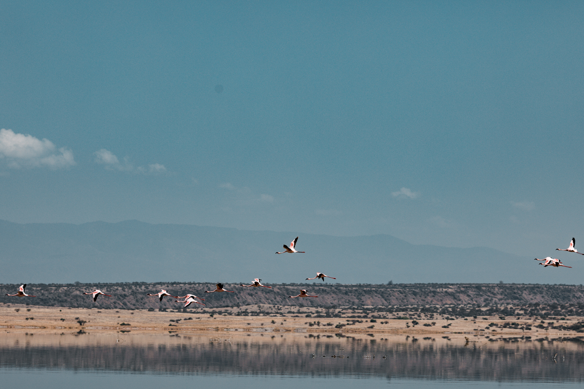 Lake Magadi Flamingos Home