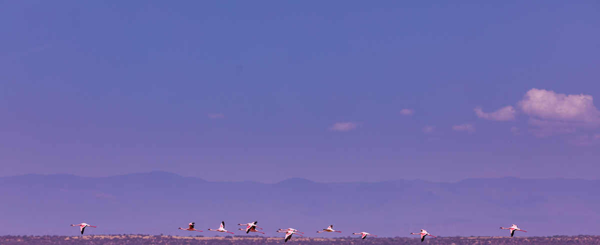 Lake Magadi Flamingos Home