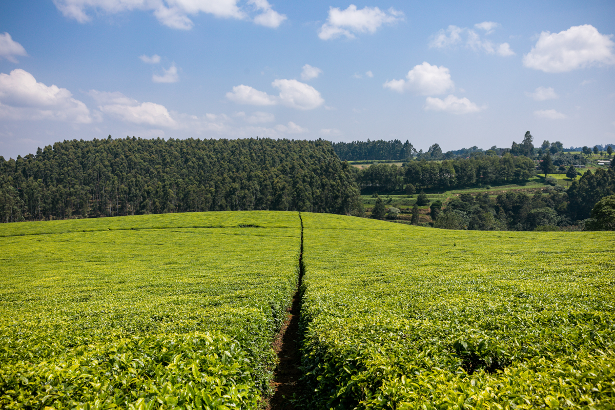 Kenya Landscape Photographer :: Kiambu County Tea Farm Estate