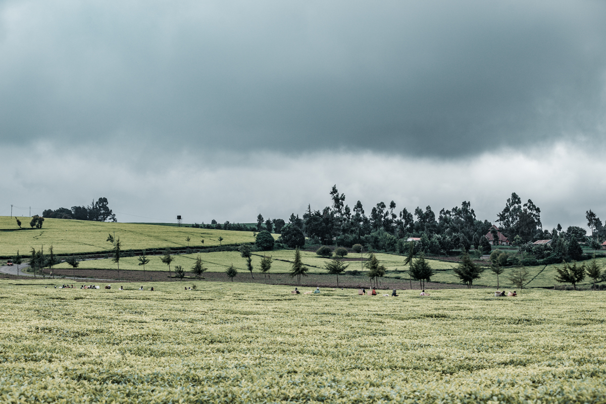 Kenya Landscape Photographer :: Kiambu County Tea Farm Estate