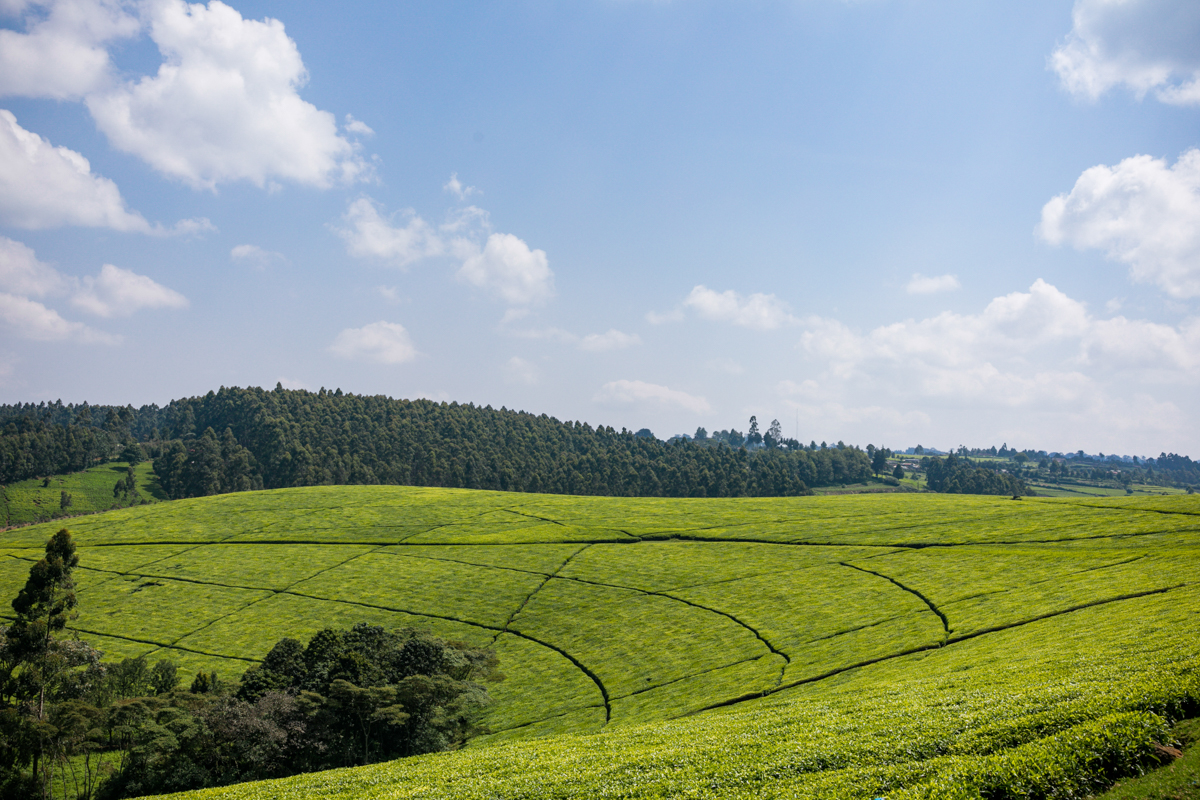 Kenya Landscape Photographer :: Kiambu County Tea Farm Estate